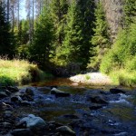 Šumavský lesní potok